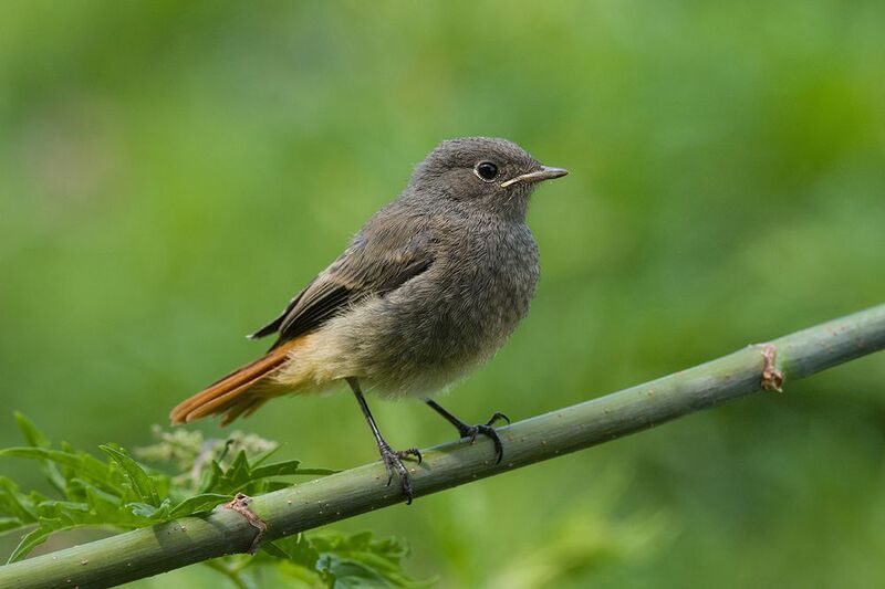 горихвостка чернушка,слёток,июнь Юный горихвостик чернушка фото превью
