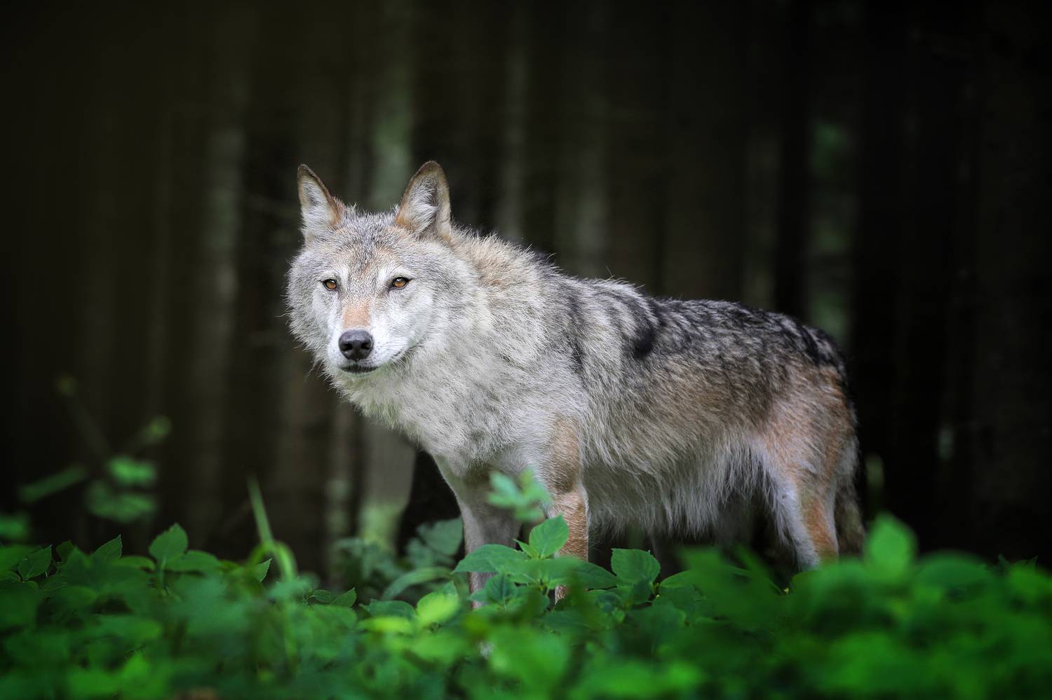 , Андрей Ершов