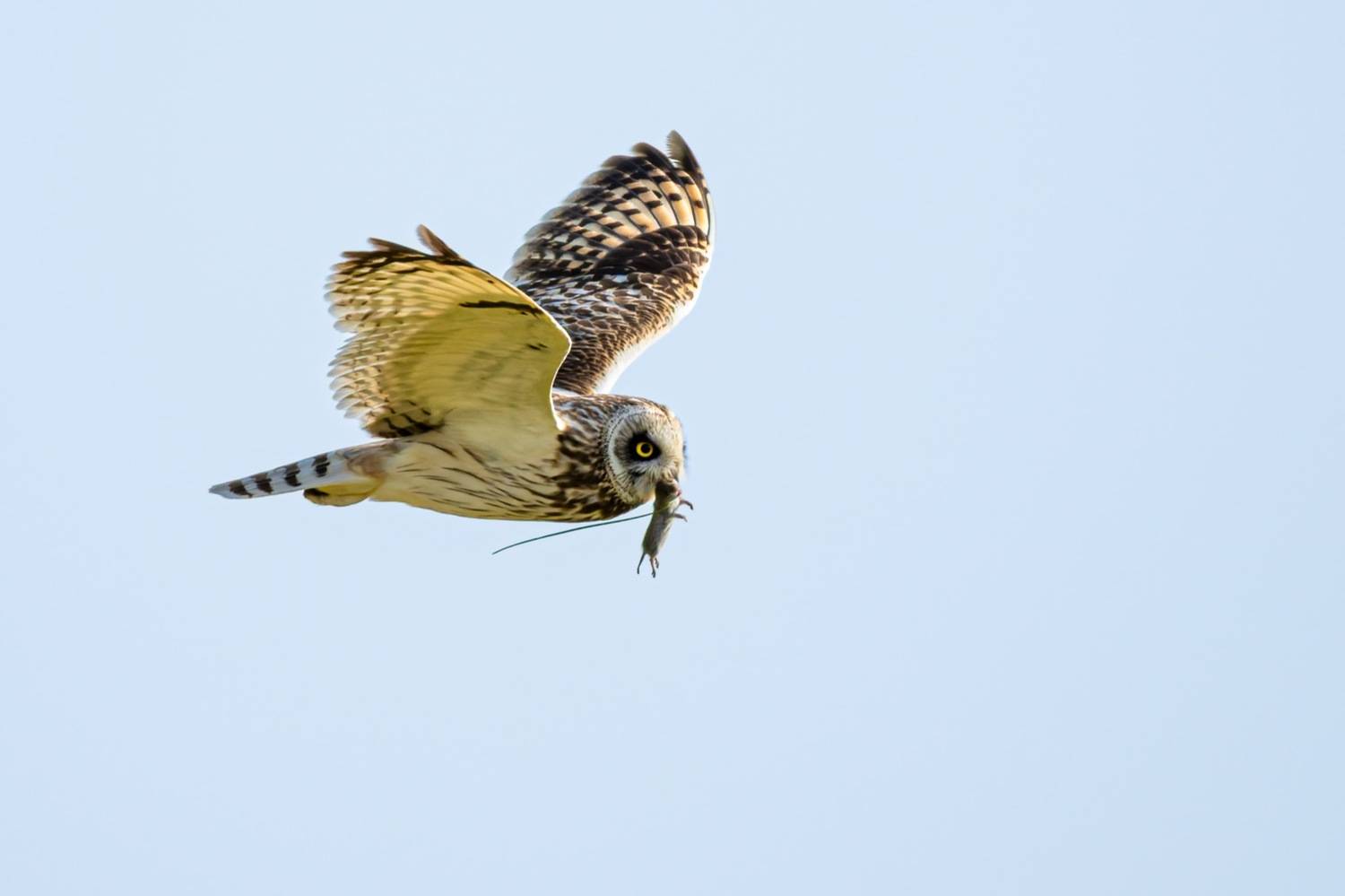 болотная сова, сова, птицы, Руслан Pl