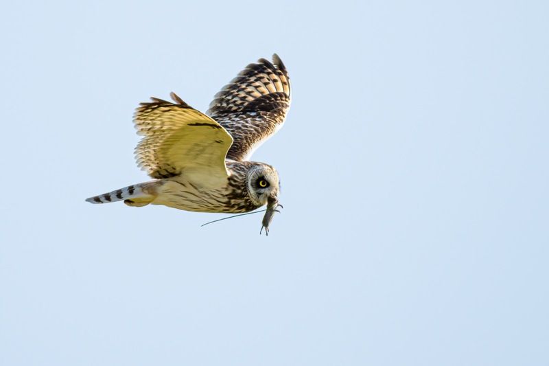 болотная сова, сова, птицы Удачная охота фото превью