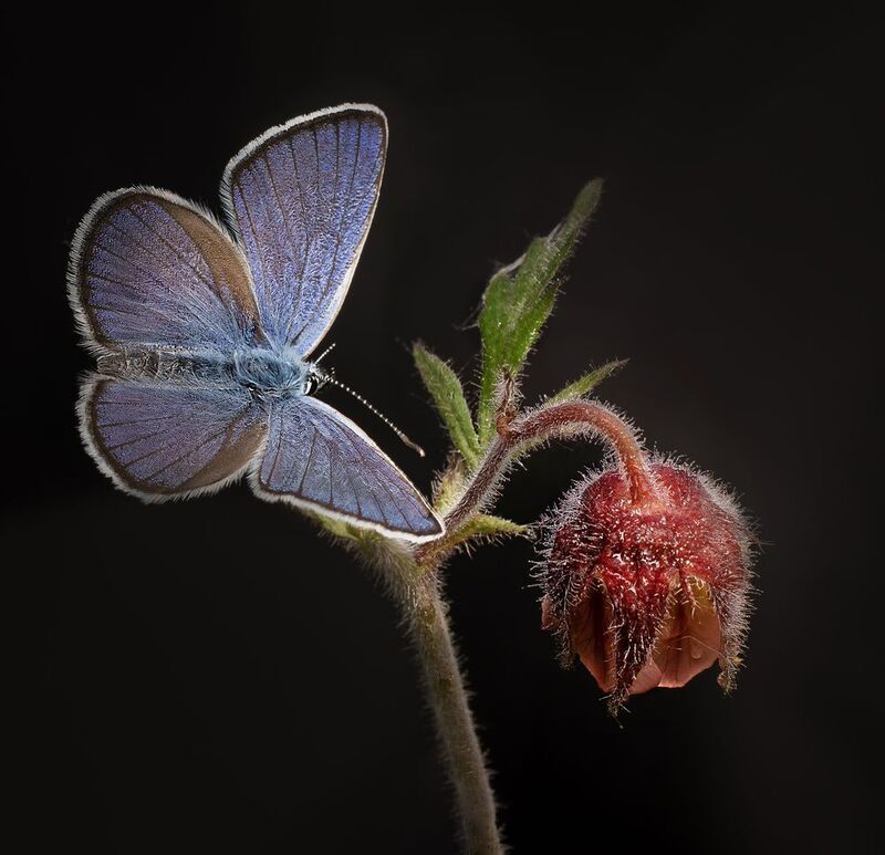 фото превью