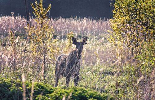 В тайге..(3 ФОТО)