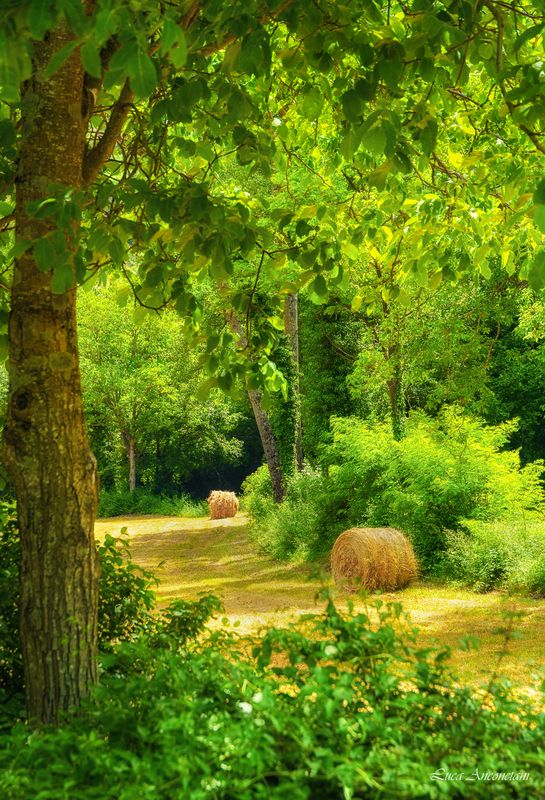 rotoballe fields nature landscape umbria region italy trees leaves green Last harvest фото превью