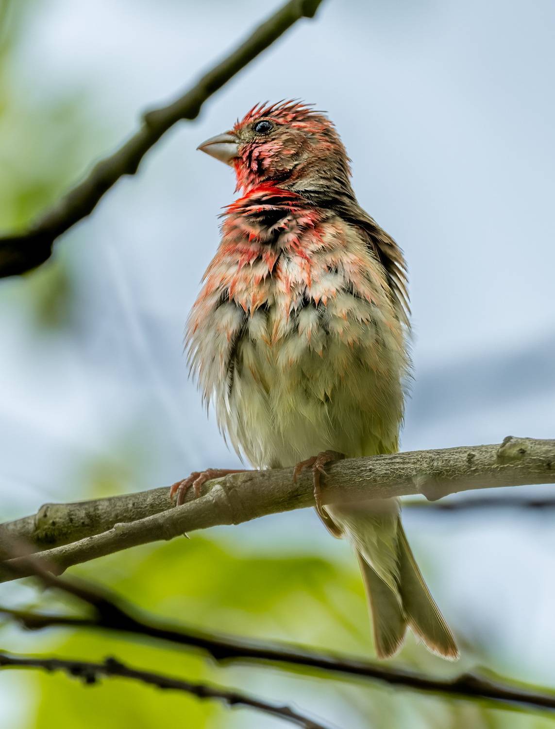 , Дэм Константин