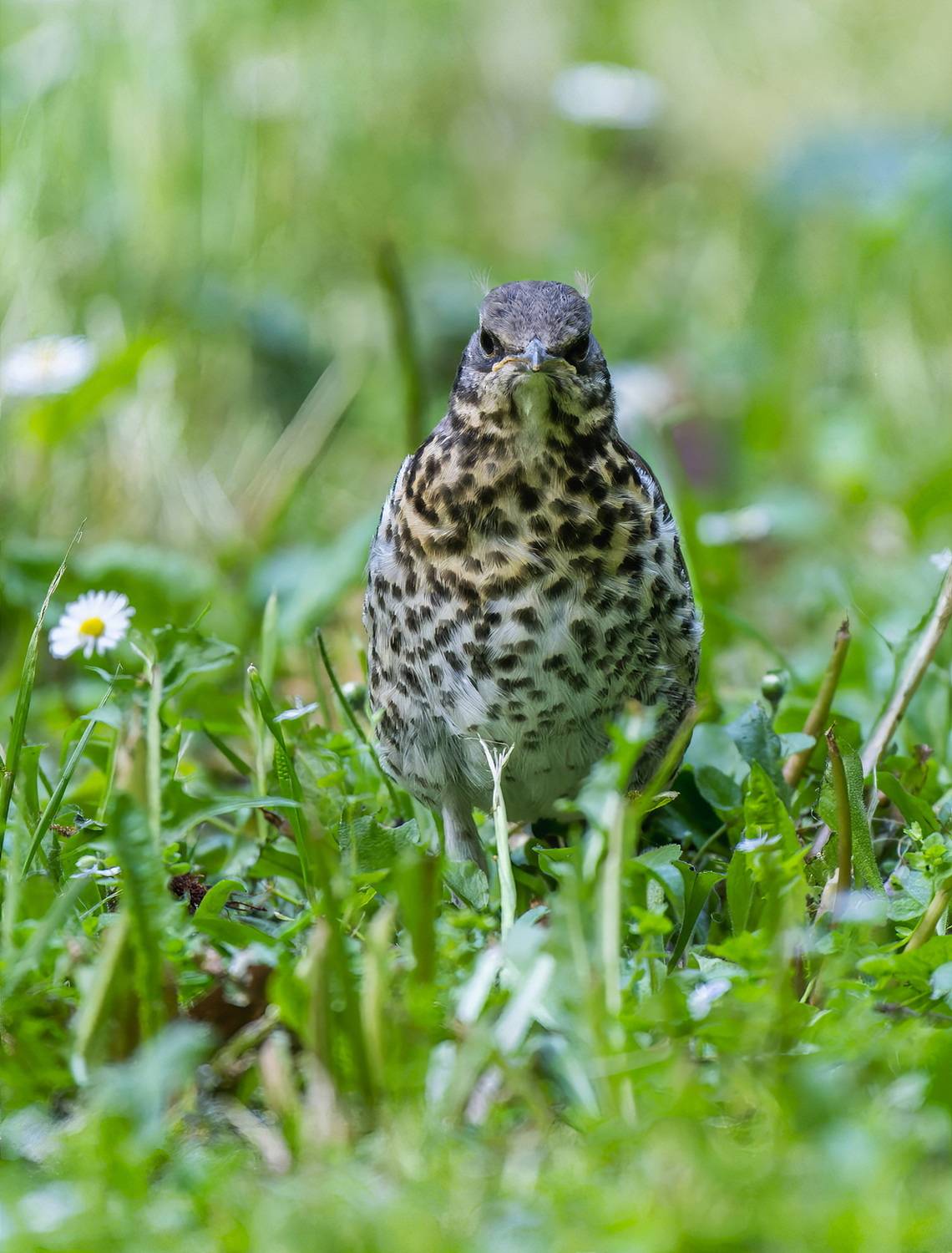 , Дэм Константин