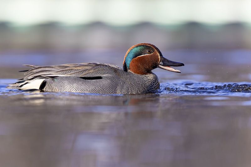 чирок-свистунок, чирок свистунок, чирок, свистунок, утка, птицы Чирок свистунок фото превью