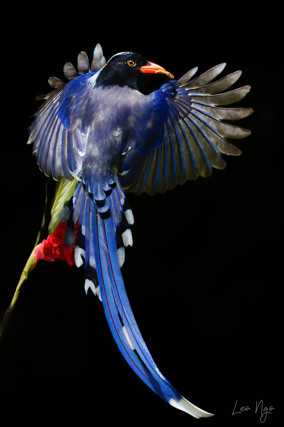 , Ngo Hoang Nguyen - Leo Ngo