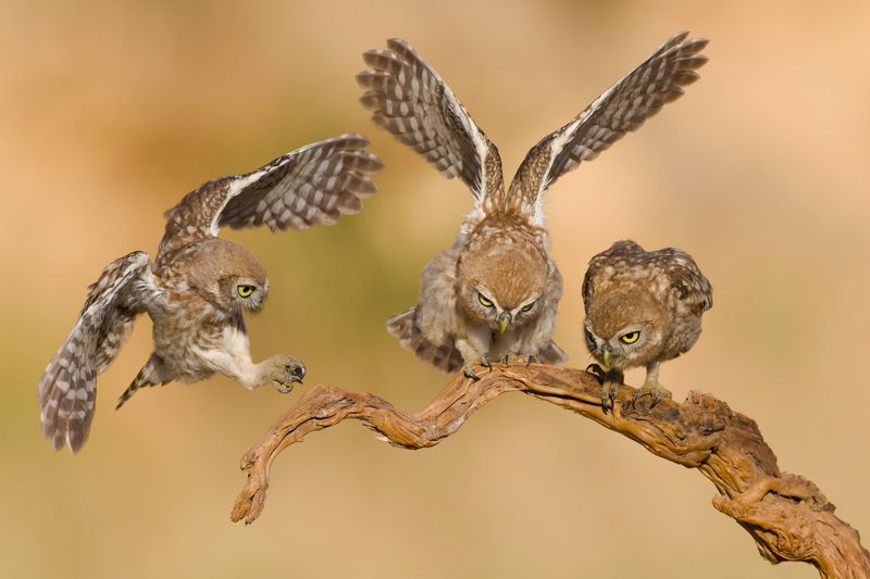 Little owls 