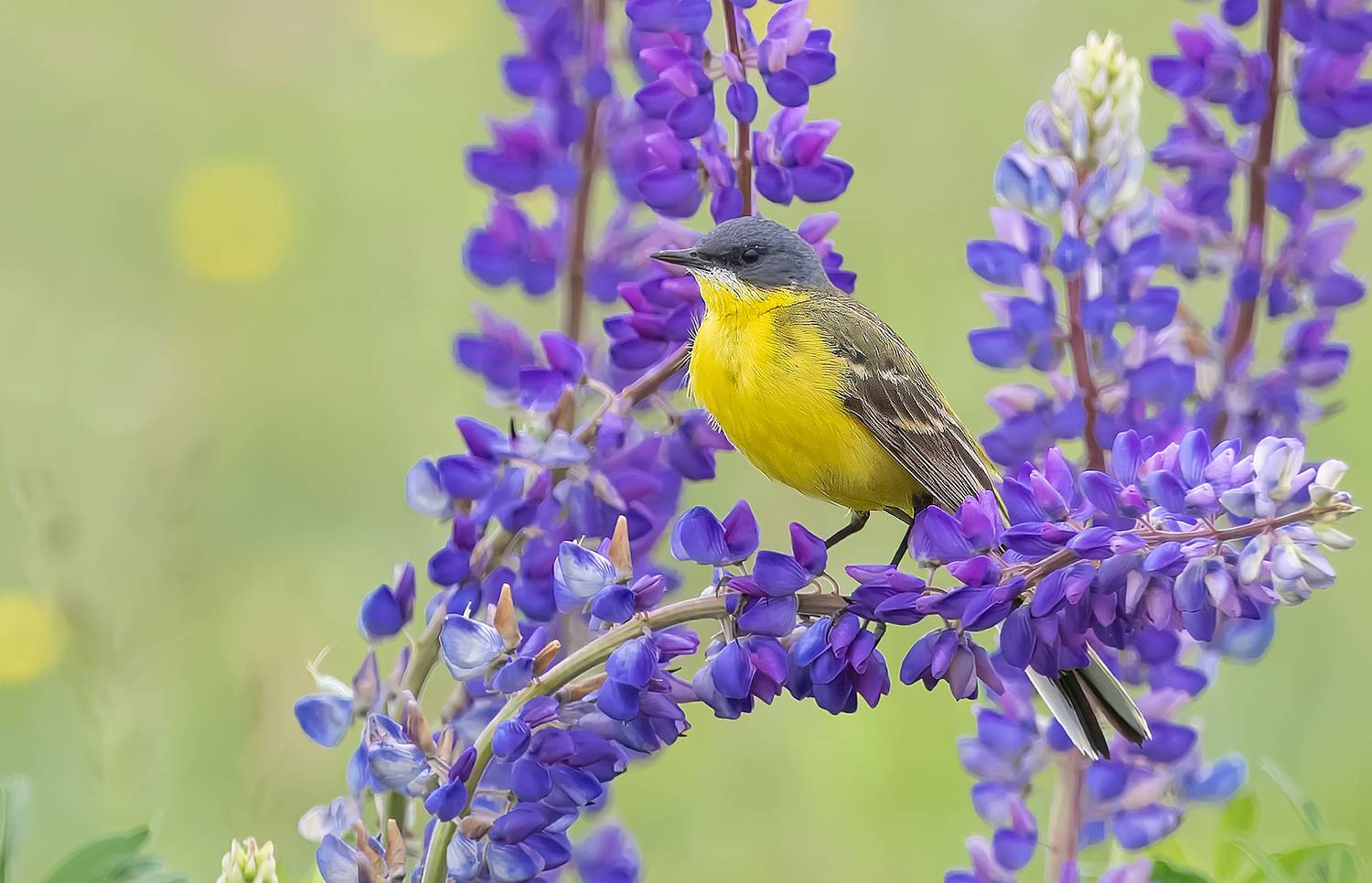 , Широких Александр