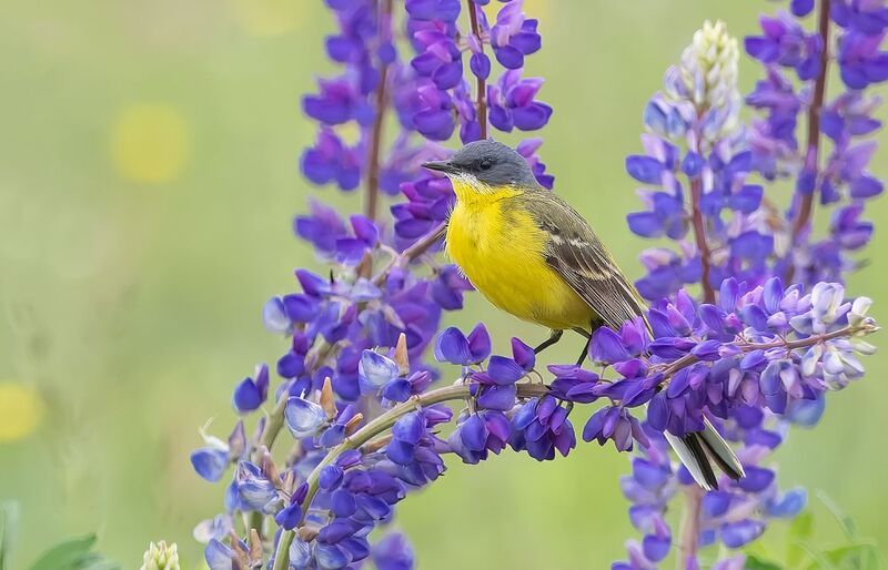 Июнь - время люпинов и жёлтых трясогузок фото превью