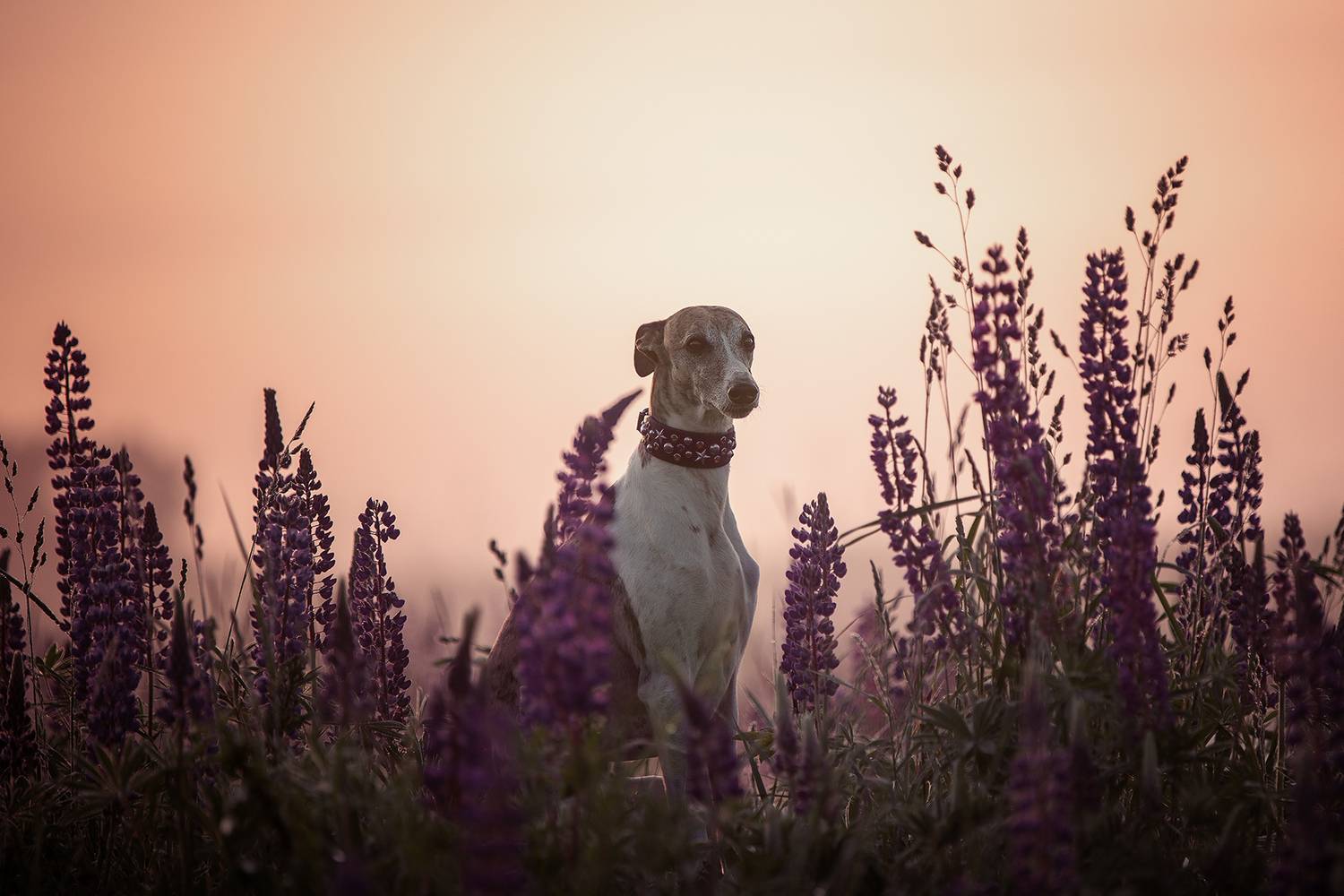 , Елена Самусенкова