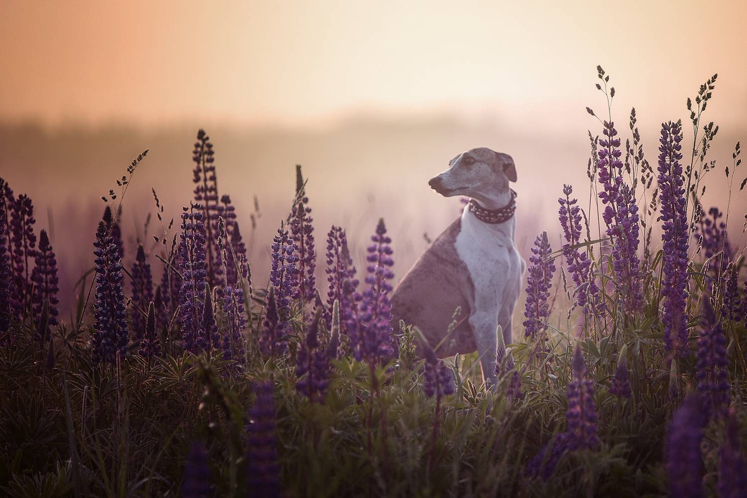 , Елена Самусенкова