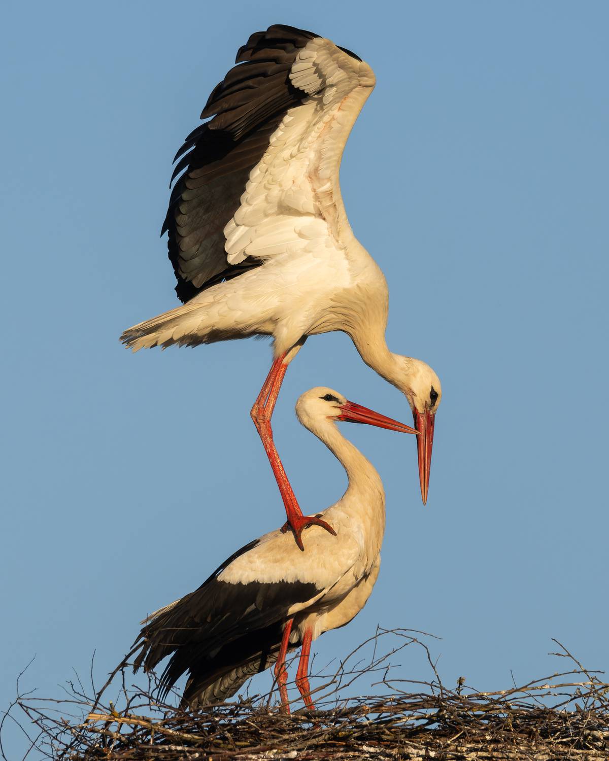 белый аист, ciconia ciconia, птицы, фото птиц, Александр Шипиленко
