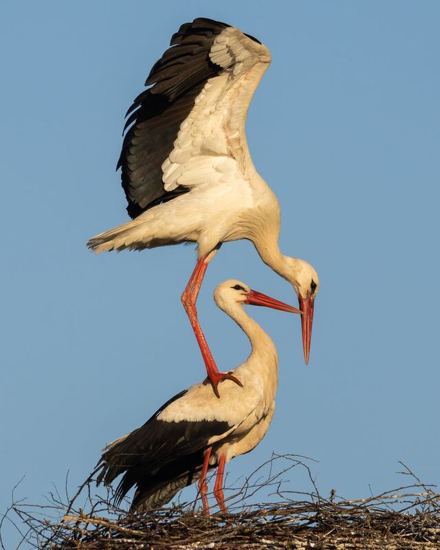 белый аист, ciconia ciconia, птицы, фото птиц  фото превью