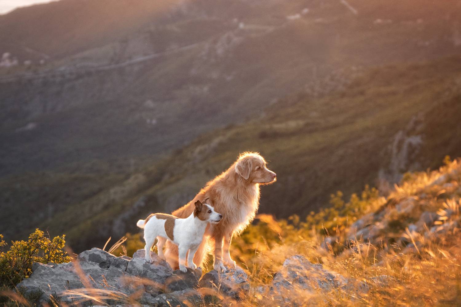 , Андрианова Ирина