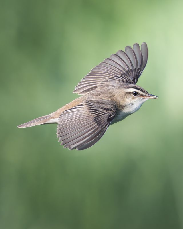 Камышовка-барсучок (Acrocephalus schoenobaenus)  фото превью