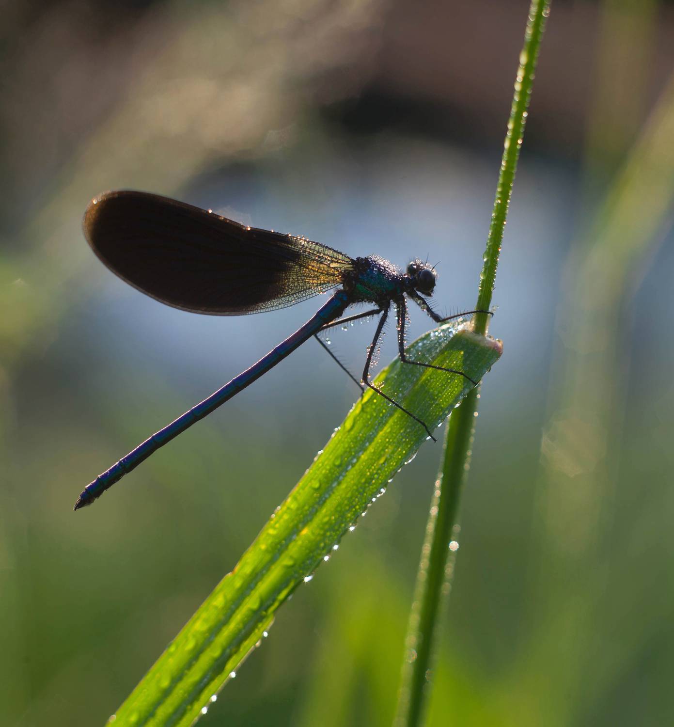 стрекоза, Свистков Александр