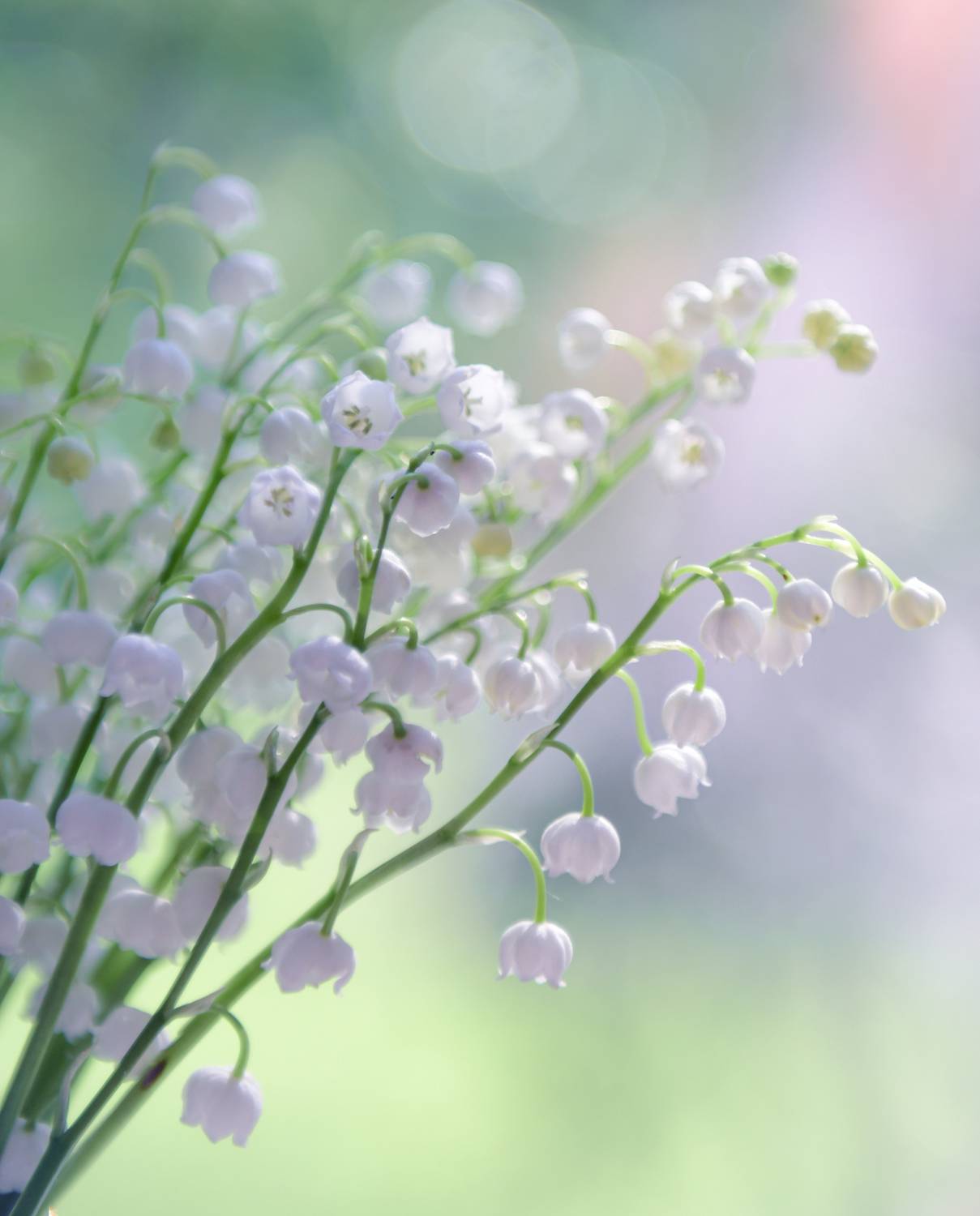 , Божена Пучко