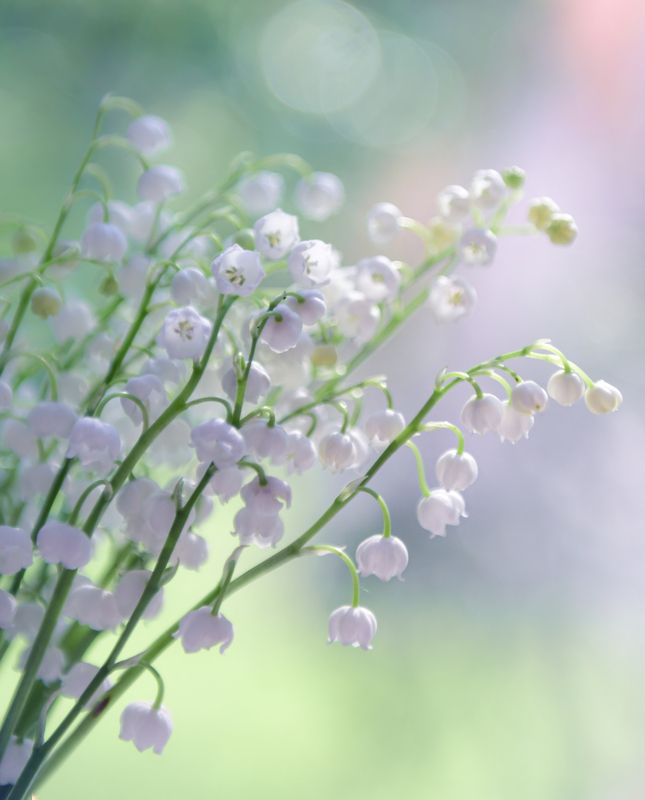 Нежность фото превью