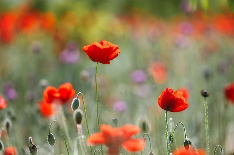 крым, весна, цветы. Крым и май. В весеннем саду. фото превью