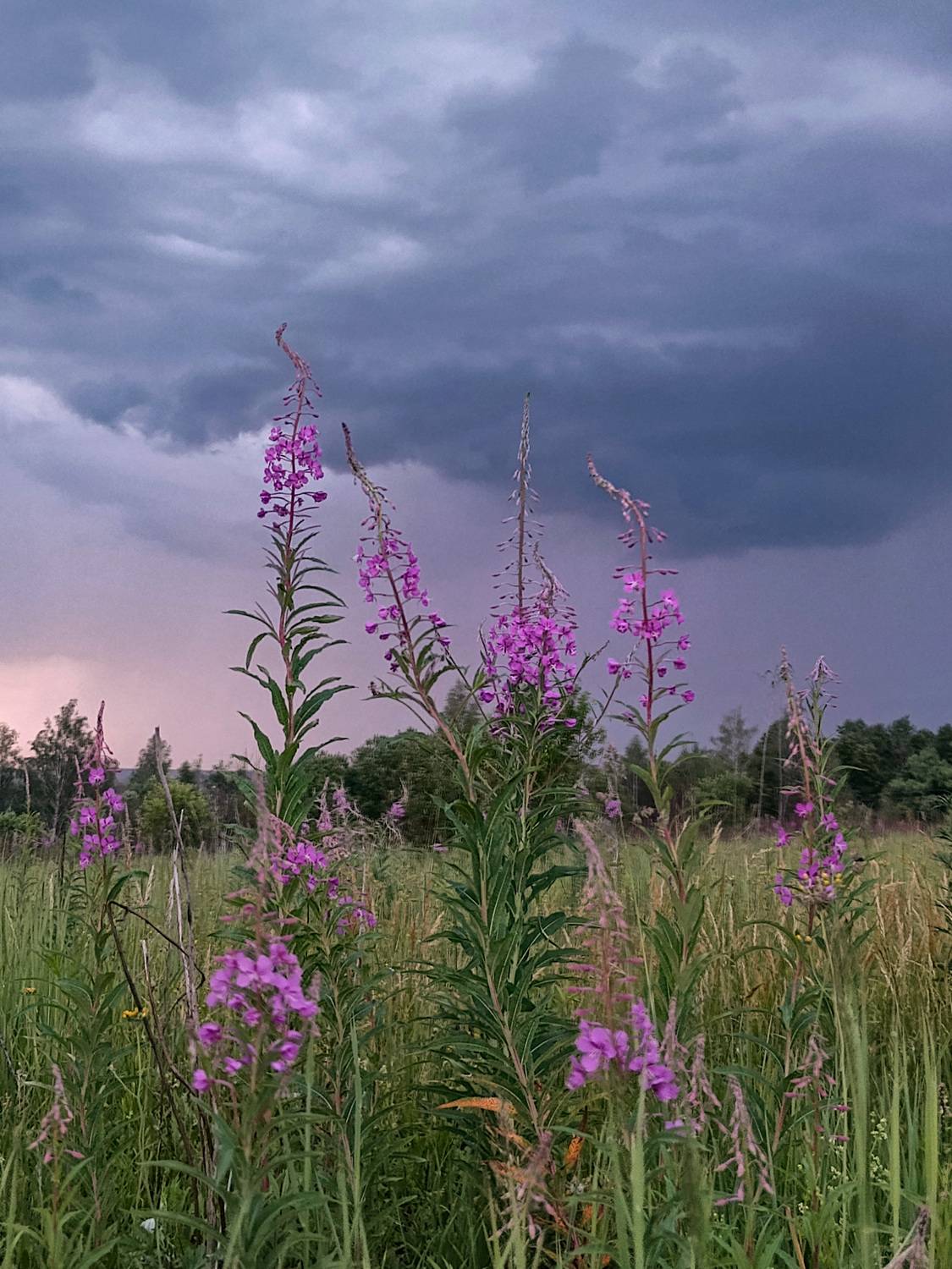 , Кондрашова Светлана