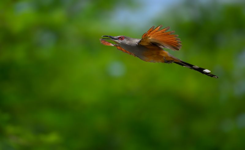 Hispaniolan Lizard-Cuckoo фото превью