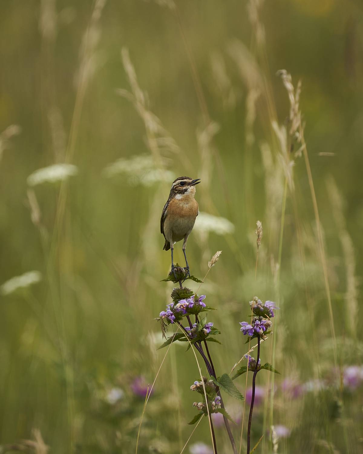 , Лажанский Руфат