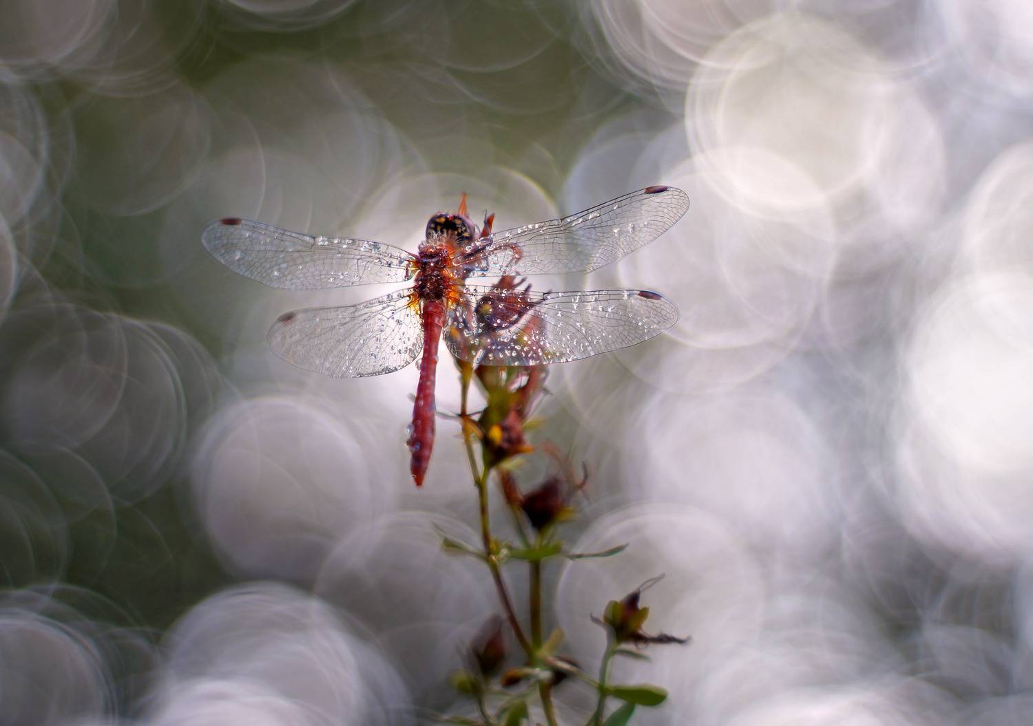 Стрекоза, Юпитер 8, боке, Чепленко Алексей