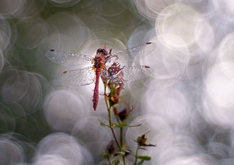 Сон Юпитера о стрекозе фото превью