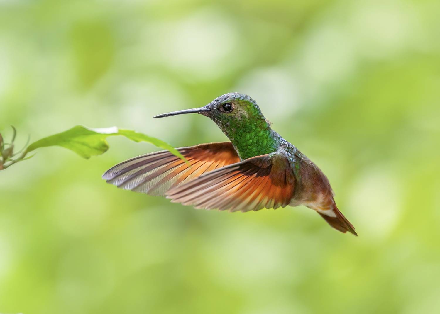 , Maikel Valle Clara