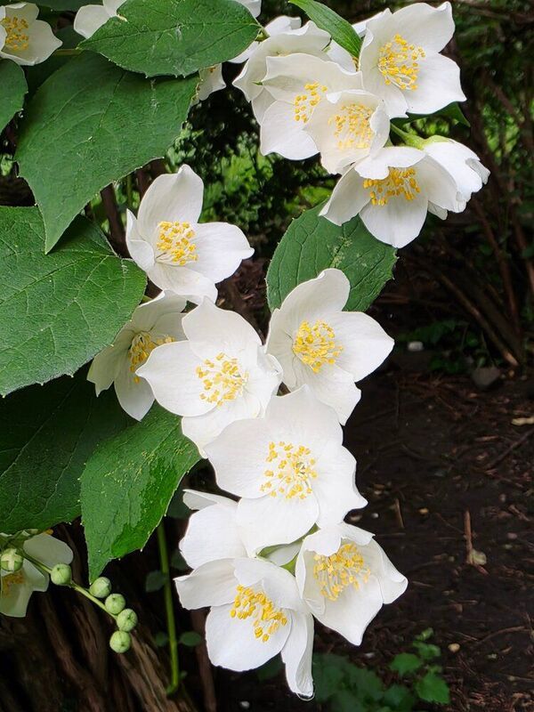жасмин Чубушник райский фото превью