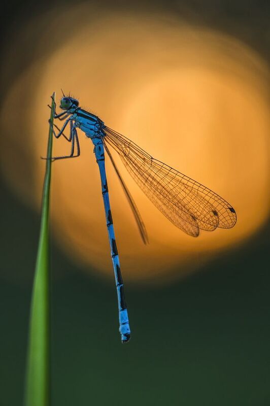 Catching the last sun in the evening... фото превью