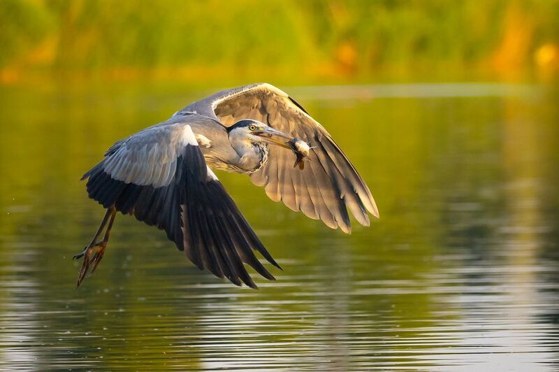 Hunter фото превью