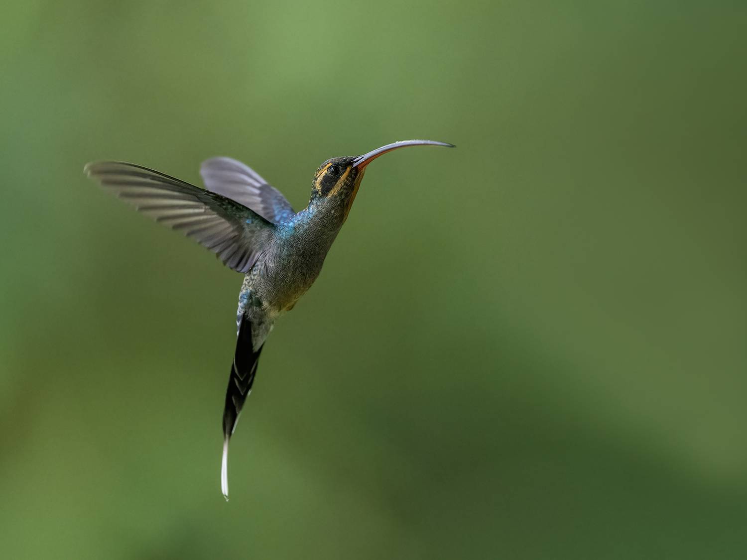 , Fernando Burgalin Sequeira