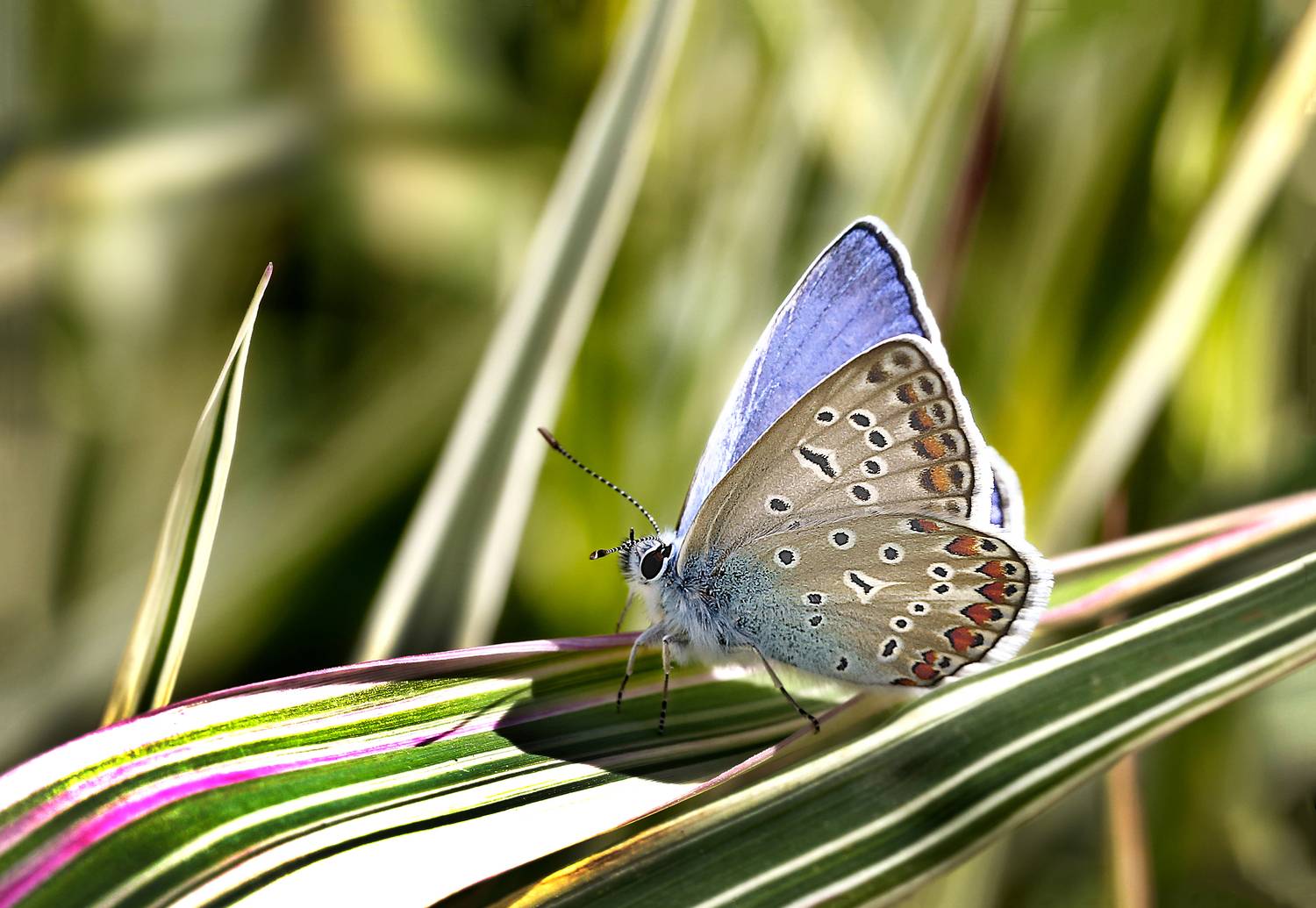 , Ушаков Валерий