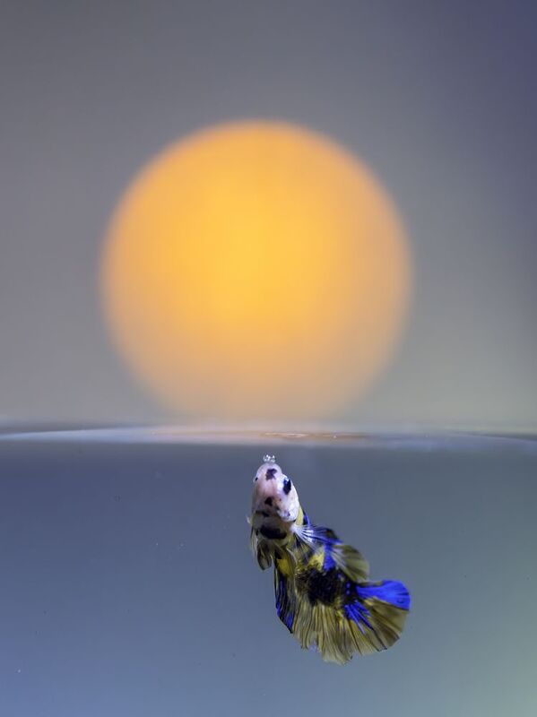 Betta fish фото превью