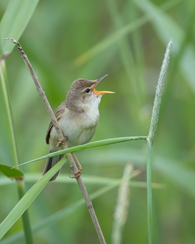 болотная камышовка, камышовка, птицы Болотная камышовка. Вечерние песни фото превью