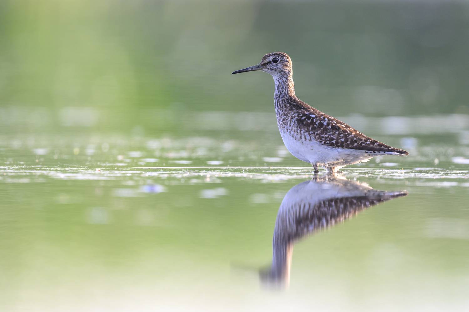 , Пупонин Сергей