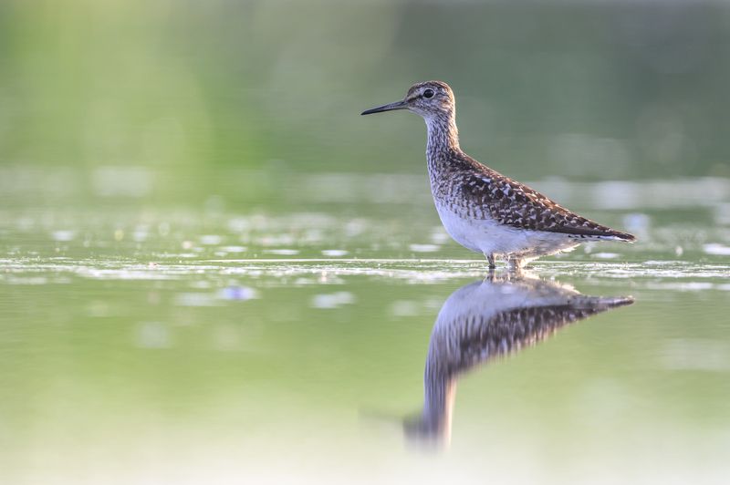 Фифи фото превью