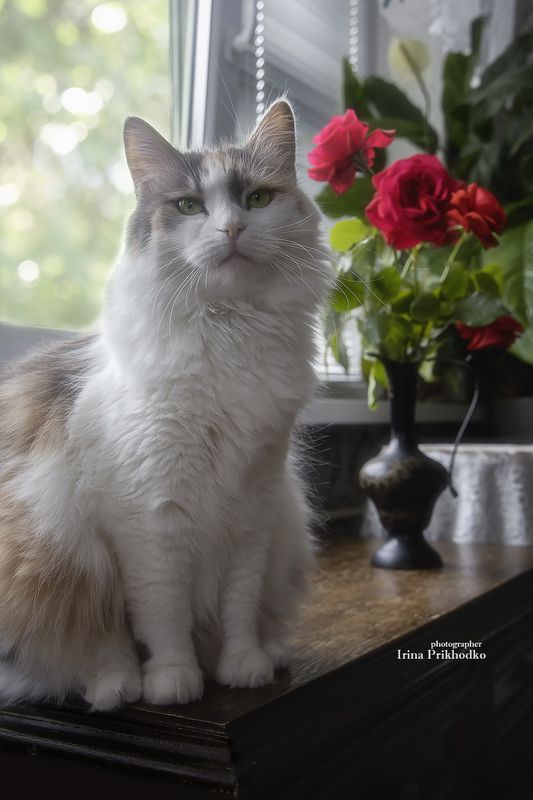 кошки, котомодель, пушистики, трехцветные кошки, окрас калико,  Кто на свете всех милее? фото превью