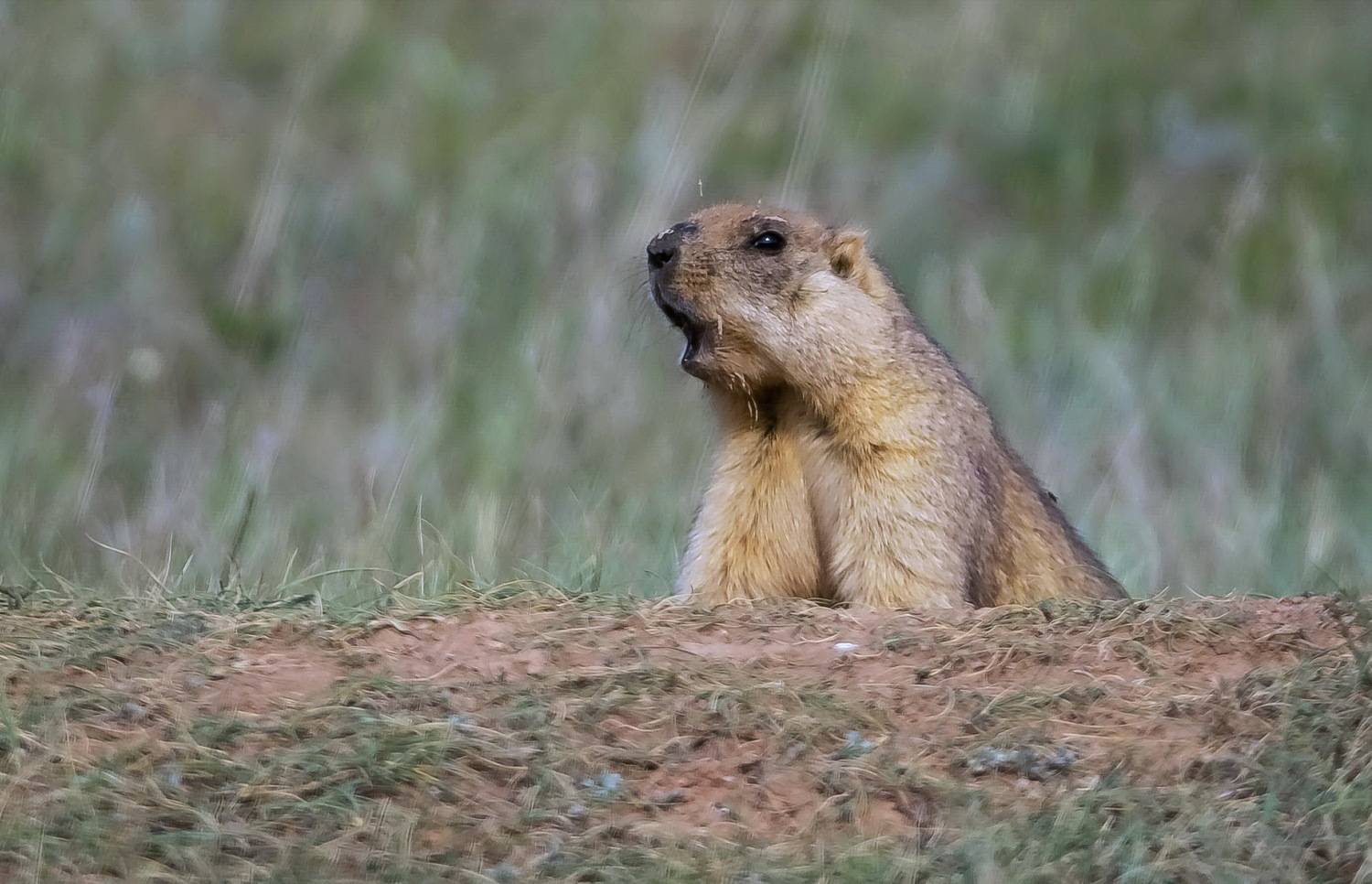 сарыарка  степь, Евгений Дроботенко