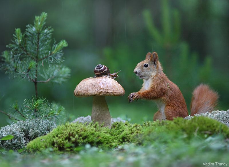 белка, гриб, улитка Встреча фото превью