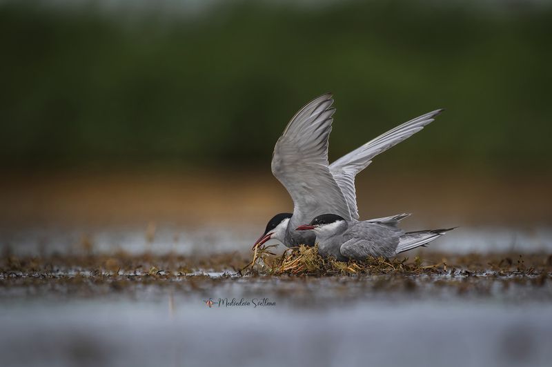 В ожидании. фото превью