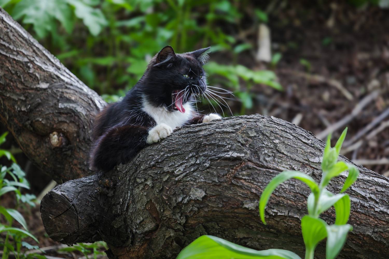 кот, дерево, Уткин Дмитрий