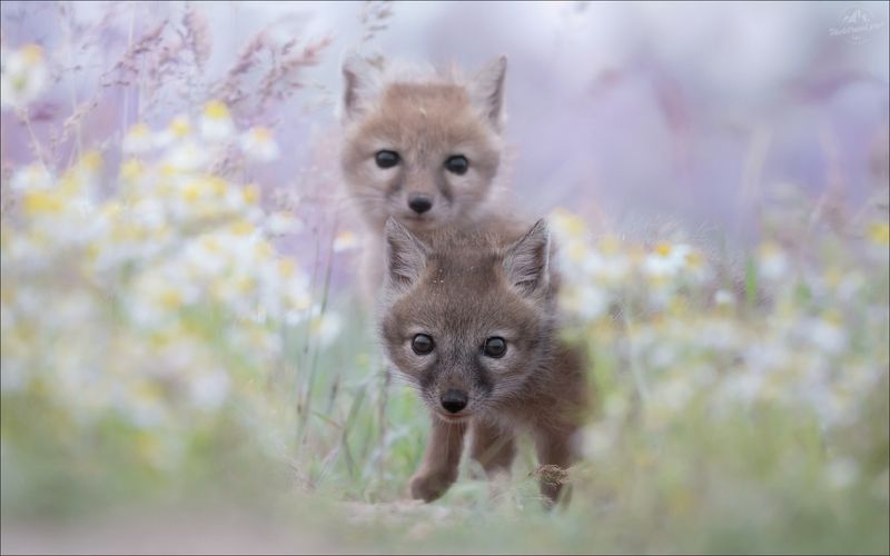 корсак, лиса, степная лиса, взрослый корсак, маныч,заповедник черные земли, корсачок, фото корсака, молодой корсак, степная лисица, vulpes corsac, калмыкия, черные земли,  корсачонок, калмыцкий корсак, корсаки, vulpes corsac kalmykorum, фотографии корсака Время открытий фото превью