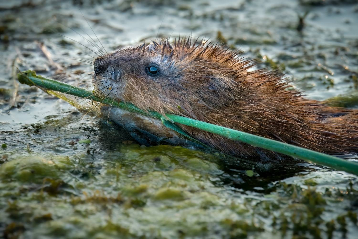 ондатра, мускусная крыса, животные, животные сибири, Екатерина Дубровская