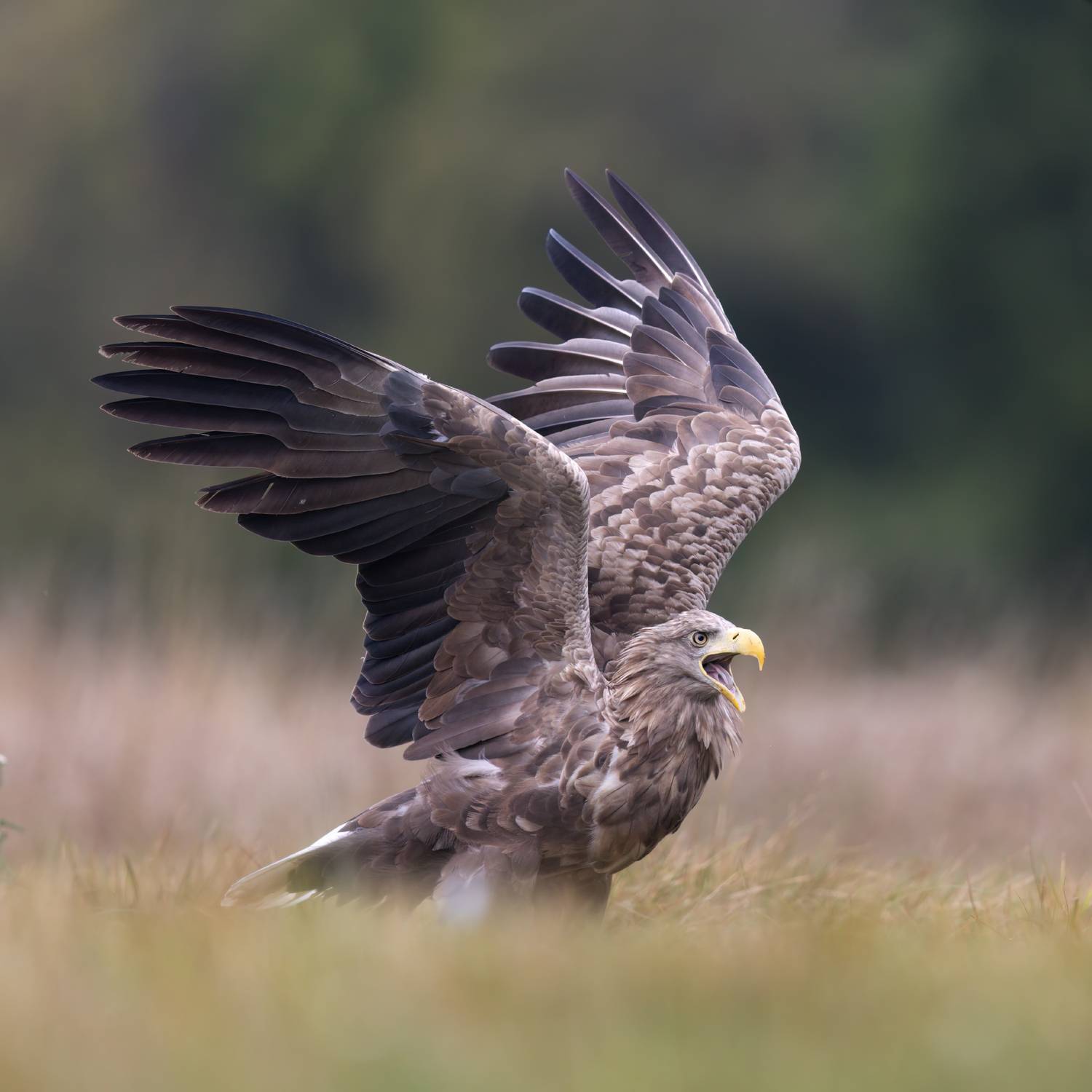 , Фруман Евгений