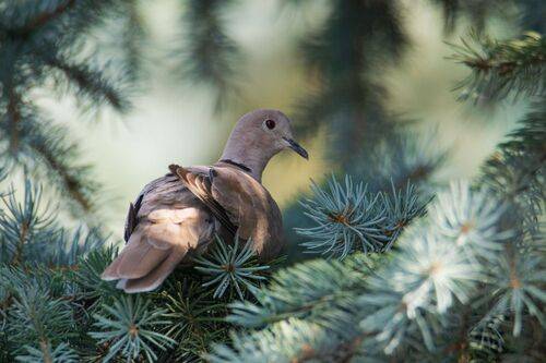 Кольчатая горлица (лат. Streptopelia decaocto)