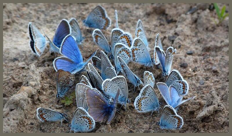 природа, дикая природа, насекомые, бабочка, голубянка икар, лето, жара, множество, nature, wildlife, insects, butterfly, polyommatus icarus, pigeon, summer, heat, many, бабочки голубянки фото превью