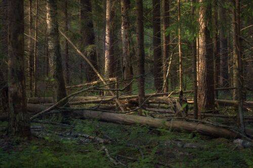 Утро в лесу.